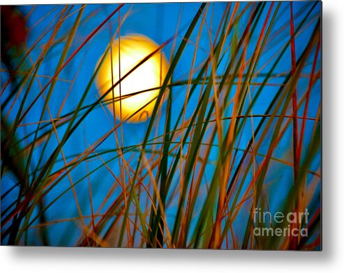 Moon Metal Print featuring the photograph Moon Splendor in the Grass by Debra Banks