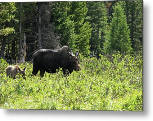 Photography Metal Print featuring the photograph Moose - Breakfast with My Baby by Richard Porter