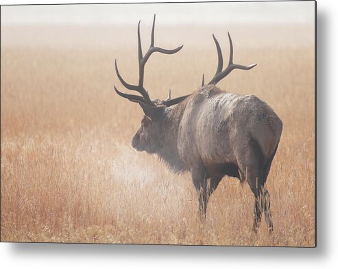 Elk Metal Print featuring the photograph Morning Breath by Darren White