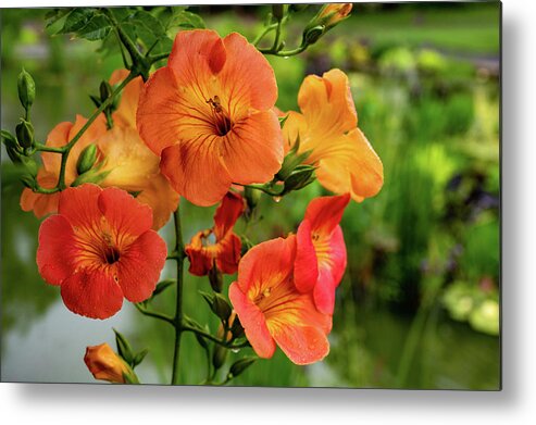 Campsis Grandiflora 'morning Calm' Metal Print featuring the photograph Morning Calm by Kevin Suttlehan