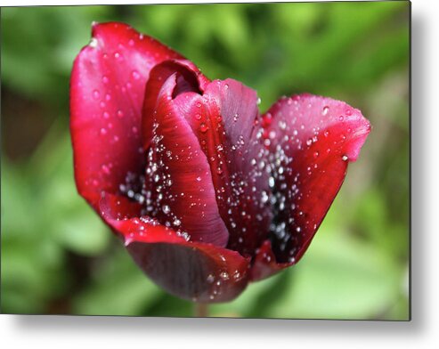 Tulip Metal Print featuring the photograph Morning dew by Maria Dimitrova