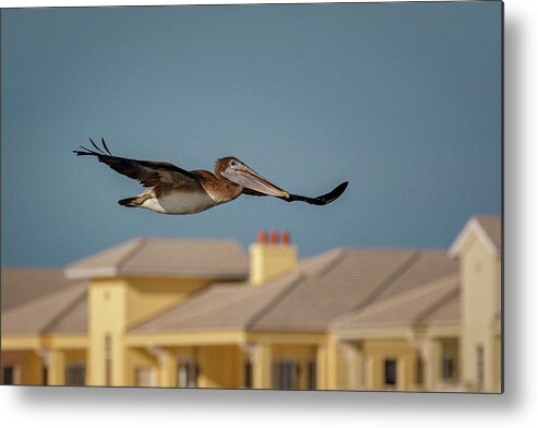 Pelican Metal Print featuring the photograph Morning Flight by Les Greenwood