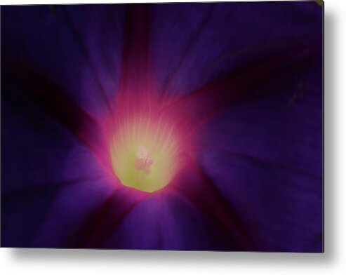 Laurie Lago Rispoli Metal Print featuring the photograph Morning Glory by Laurie Lago Rispoli