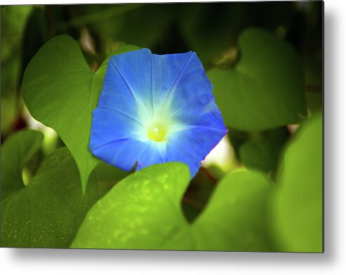 Morning Glory Metal Print featuring the photograph Morning Glory_4757 by Rocco Leone