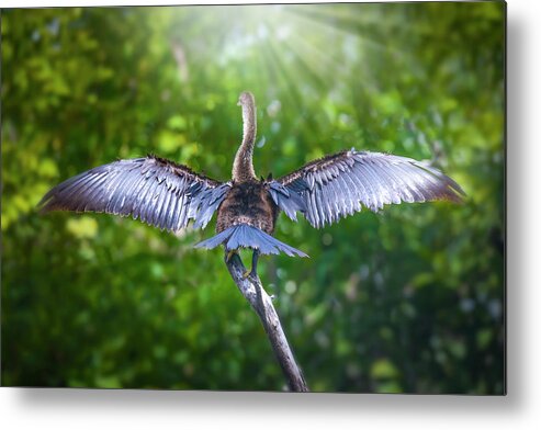 Anhinga Metal Print featuring the photograph Morning Meditation by Mark Andrew Thomas