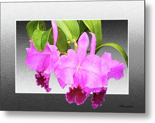 Color Metal Print featuring the photograph Morning Orchids by Alan Hausenflock