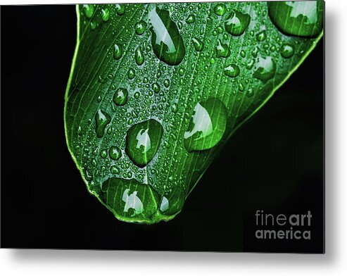 Water Metal Print featuring the photograph Morning Rain by Scott Pellegrin