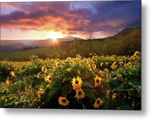 Landscape Flowers Morning Sunrise Clouds Sunlight Light Rays Metal Print featuring the photograph Morning Rays by Andrew Kumler