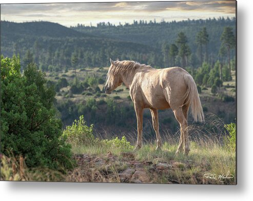 Stallion Metal Print featuring the photograph Morning Vista. by Paul Martin