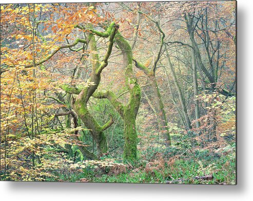 Twisted Tree Metal Print featuring the photograph Moss covered oak tree in Autumn by Anita Nicholson