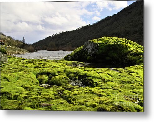 Rouge Metal Print featuring the photograph Moss on the Rocks by Theresa Fairchild