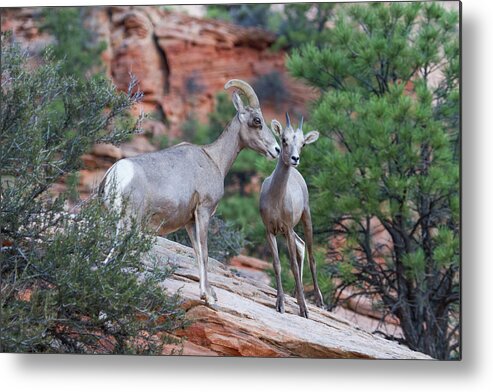 Zion Metal Print featuring the photograph Mother and Lamb by James Marvin Phelps