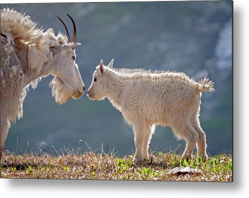 Mountain Goats Metal Print featuring the photograph Mother Child Reunion by Jack Bell