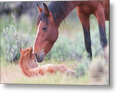 Cute Foal Metal Print featuring the photograph Mother's Love 2 by Shannon Hastings