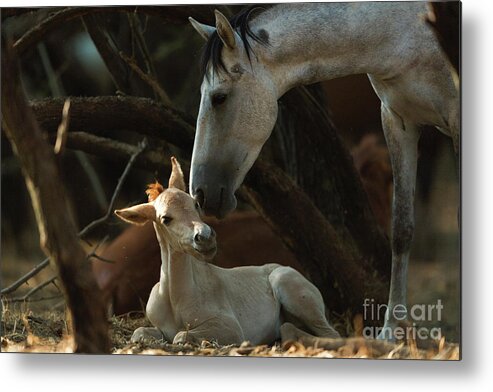 Cute Foal Metal Print featuring the photograph Mother's Love by Shannon Hastings
