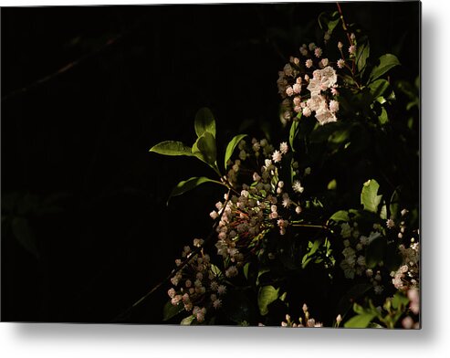 Mcdowell County Metal Print featuring the photograph Mountain Laurel in the Spotlight by Joni Eskridge