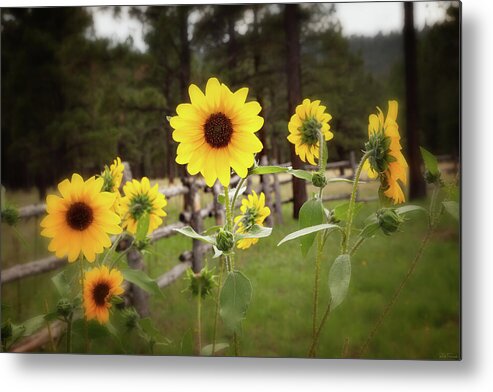 Southwest Metal Print featuring the photograph Mountain Sunflowers by Rick Furmanek