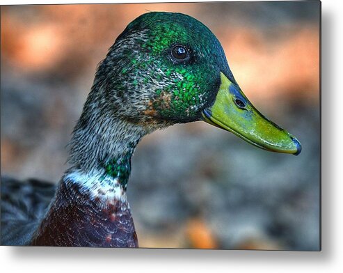 Photo Metal Print featuring the photograph Mr. Mallard by Evan Foster