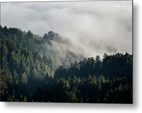 California Metal Print featuring the photograph Mt. Tamalpais Fog and Trees by Gary Geddes