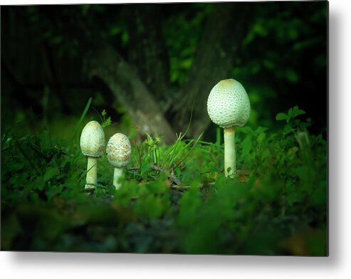 Mushrooms Metal Print featuring the photograph Mushrooms in the Garden by Mark Andrew Thomas