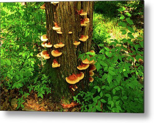 Mushrooms On Nj Appalachian Trail Metal Print featuring the photograph Mushrooms on NJ Appalachian Trail by Raymond Salani III