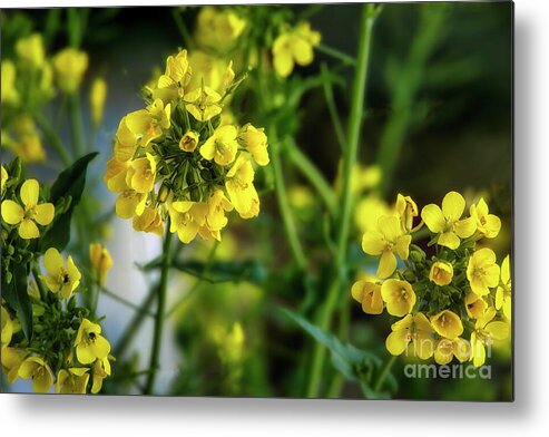 Flower Metal Print featuring the photograph Mustard Flowers in Spring by Shelia Hunt