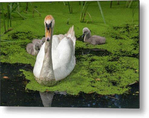 Swan Metal Print featuring the photograph Mute Swan Family by Dawn Cavalieri