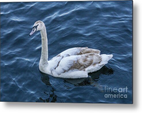 Mute Swan Metal Print featuring the photograph Mute Swan in Limerick, Ireland by Nancy Gleason