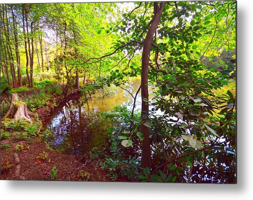 Pond View Metal Print featuring the photograph My Summer Pond by Stacie Siemsen