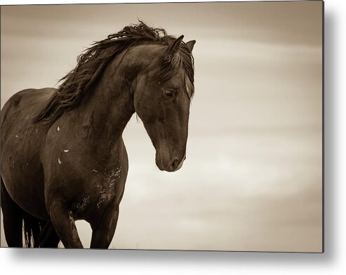 Wild Horses Metal Print featuring the photograph My Thoughts are My Own by Mary Hone