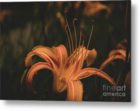 Flower Metal Print featuring the photograph Mysterious Daylily by Adelaide Lin