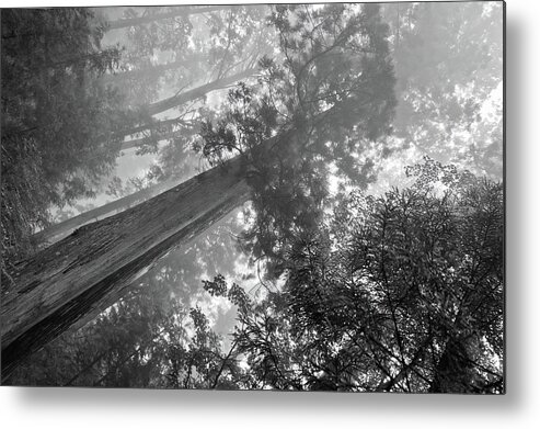 Japan Metal Print featuring the photograph Mysterious forest, Nikko. Japan by Lie Yim