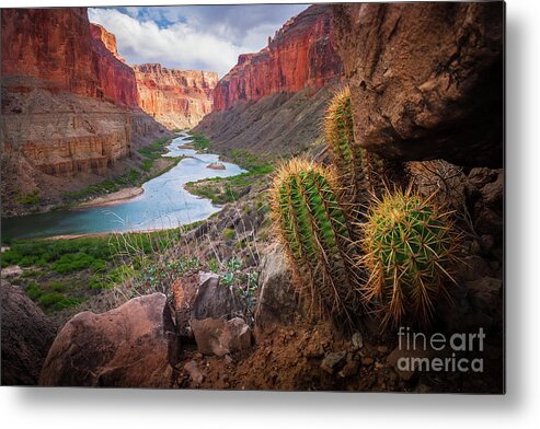 America Metal Print featuring the photograph Nankoweap Cactus by Inge Johnsson
