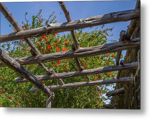 Flowers Metal Print featuring the photograph Natural Lattice by Kevin Craft