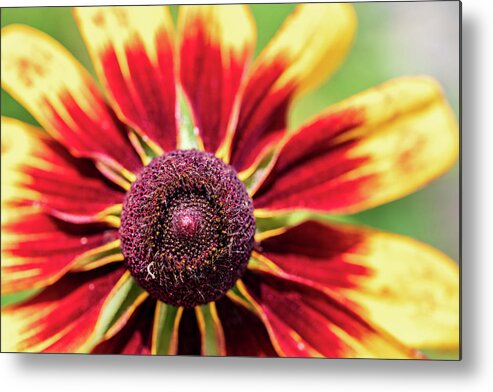 Yellow Flower Metal Print featuring the photograph Nature Photography Flower Macro by Amelia Pearn