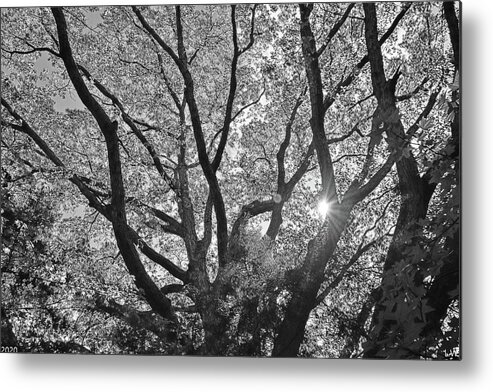 Natures Lungs Black And White Metal Print featuring the photograph Natures Lungs Black And White by Lisa Wooten