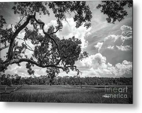 Nature Metal Print featuring the photograph Natures Serenity In Black and White by DB Hayes