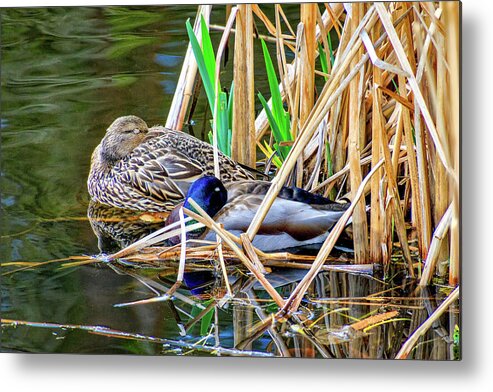 Water Metal Print featuring the photograph Nestling in the Reeds by Larey and Phyllis McDaniel