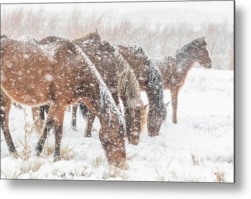 Nevada Metal Print featuring the photograph Nevada Wild Horses in Snow by Marc Crumpler