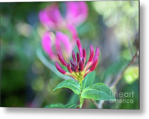 Honeysickle Metal Print featuring the photograph New Beginnings by Amy Dundon
