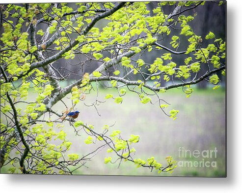 Bluebird Metal Print featuring the photograph New Life by Cheryl McClure
