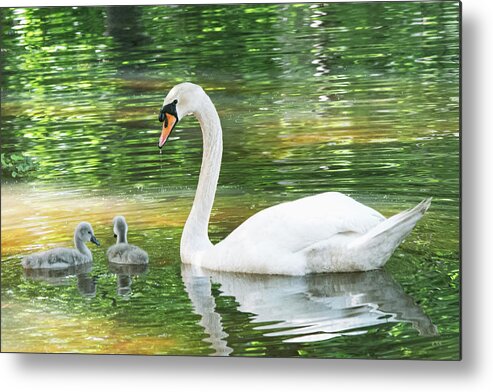 Swan Metal Print featuring the photograph New Little Ones by Mary Ann Artz