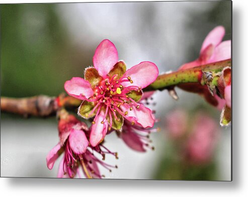 Newark Metal Print featuring the photograph Newark Cherry Blossom Series - 12 by Christopher Lotito