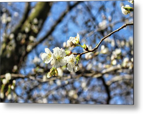 Newark Metal Print featuring the photograph Newark Cherry Blossom Series - 6 by Christopher Lotito