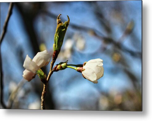 Newark Metal Print featuring the photograph Newark Cherry Blossom Series - 8 by Christopher Lotito