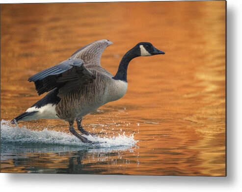 Blue Ridge Parkway Metal Print featuring the photograph Nice Landing by Robert J Wagner