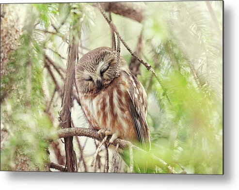 Spring Metal Print featuring the photograph Night Owl by Carrie Ann Grippo-Pike