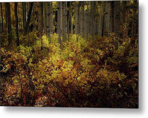Aspen Trees Metal Print featuring the photograph No Admittance by The Forests Edge Photography - Diane Sandoval