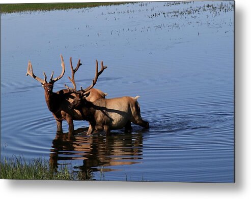 Elk Metal Print featuring the photograph No Photos by Yvonne M Smith