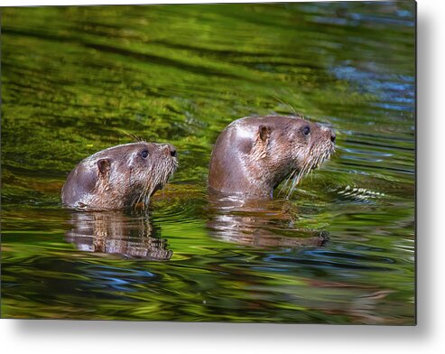 Otter Metal Print featuring the photograph North American River Otters by Mark Andrew Thomas